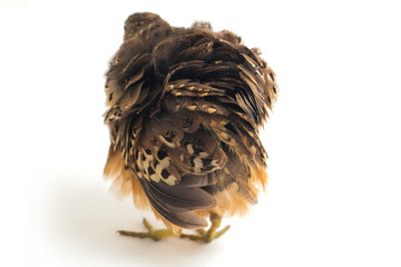 A male barred buttonquail or common bustard-quail (Turnix suscitator) isolated on white background
