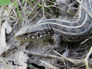 A small lizard in the grass