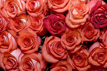 Naklejka premium Background of bouquets of flowers. Roses. Design. Close up.