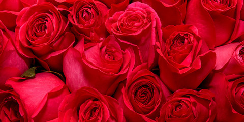 Background of bouquets of flowers. Roses. Design. Close up.