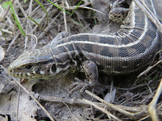 a small lizard in the grass