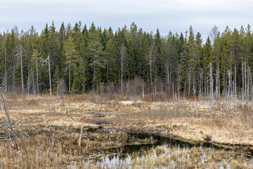 marshy swamp with water on the background of the distant dry forest of firs