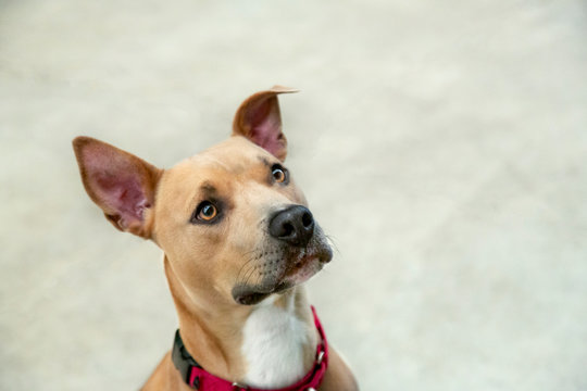 A downward view, from the neck up, of a tan and white Pit Bull Terrier mixed breed dog with concrete floor in background
