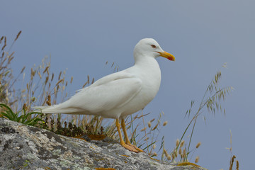 Yellow-legged gull perched on the rock.