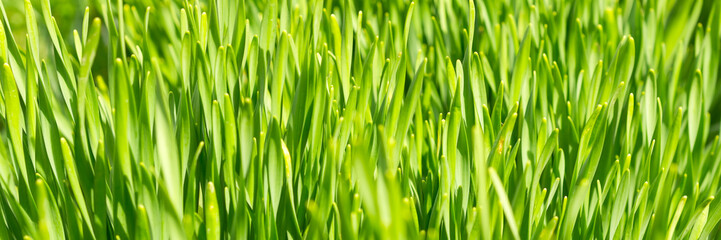 Fototapeta na wymiar Close-up panoramic image of green grass for background. Selective focus