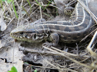 a small lizard in the grass