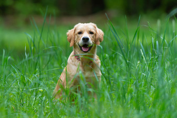 Little Golden Retriever puppy sitting in the green, long grass. Summertime.