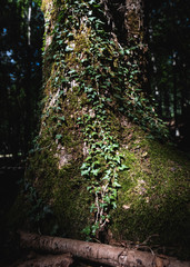 Detail of a trunk covered with moss, italy