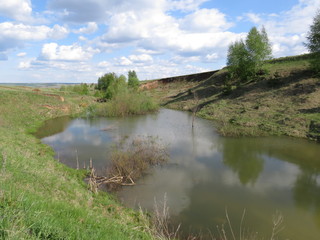 swamps in the field against the background of trees