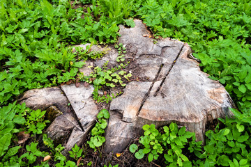 Fototapeta premium stump of a cut tree