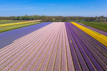 Gordijnen Drone photo of high-contrast colored tulip fields in the vicinity of the Keukenhof © mauvries