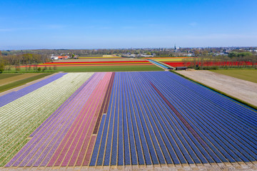 Drone photo of high-contrast colored tulip fields in the vicinity of the Keukenhof