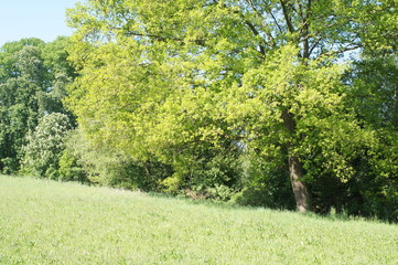 ein Eichenbaum,Eine Eiche