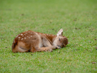 Baby deer sleeping on the grass , a little fawn on the green field, Japanese spotted deer on a...