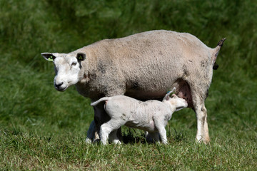 Young lamb drinks milk from its mother