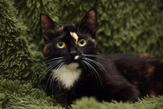 black with red and white cat on a green