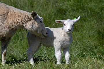 Naklejka na ściany i meble Young lamb in the sunny spring
