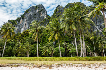 Fototapeta premium palm trees on the beach in philippines