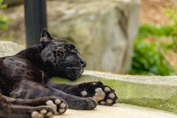 Fototapeta premium jaguar black