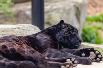 jaguar black