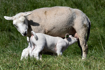 Naklejka na ściany i meble Single young white lamb drinking milk by his mother