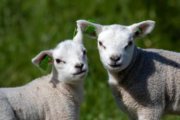 Two young lambs posing for the camera in the sun
