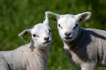 Naklejka premium Two young lambs posing for the camera in the sun