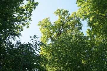 Fototapeta premium Eine Wald Brennesel im Sonnenschein