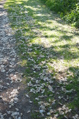 Obraz premium Weißer Flaum einer Pappel liegt auf dem Boden. Früchte der Pappel.