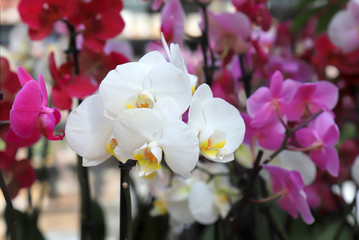 Naklejka na ściany i meble Phalaenopsis Orchid white and pink flowers in the store. Potted orchidea. Flowering plant, nature floral background. Beautiful flowers at shop, market.