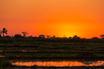Beautiful Baobab trees at sunset at the avenue of the baobabs in Madagascar