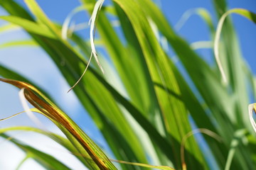 Green grass leaves