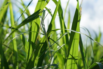 Green leaves and crops