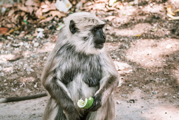 big gray monkey peels and eats a banana and cucumber 5