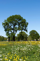 Old oak in a flowers field under a great blue sky