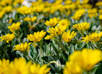 field of yellow flowers