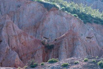 mountain goat in the mountainous landscape with badlands in southern Spain

