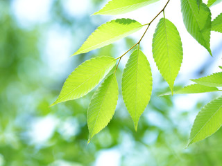 新緑のケヤキの葉