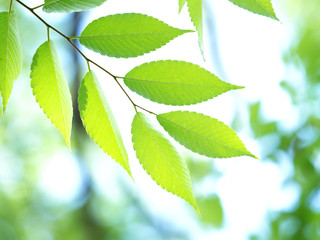 新緑のケヤキの葉