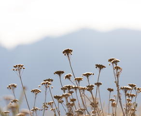 dead flowers in a field