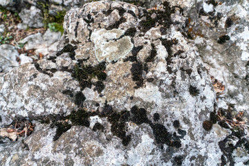 lichen on a flat stone forms a contrasting texture, the concept of texture and patterns of nature