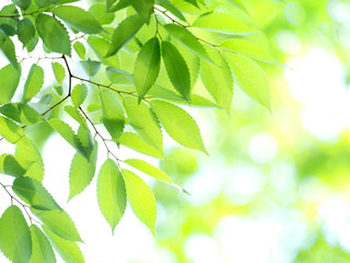 新緑のケヤキの葉