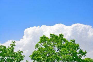 Fresh green trees and blue sky with clouds     新緑の木々と青い空の雲