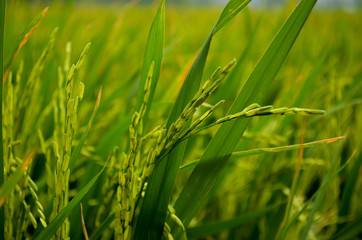 green rice fields