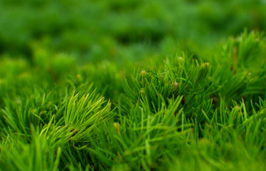 Texture of green needles. Natural art background