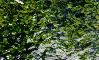 Obraz na płótnie Canvas Green plants under water