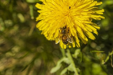Close up macro view of bee on yellow dandelion isolated. Gorgeous nature backgrounds. Nature insects concept.