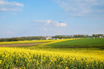 Beautiful yellow rapeseed field landscape. Countryside village rural natural background .Green and yellow plants on brown ground and blue sky with clouds. Nature protection concept.
