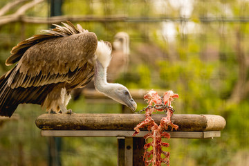 condor
