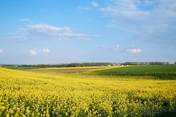 Beautiful yellow rapeseed field landscape. Countryside village rural natural background .Green and...